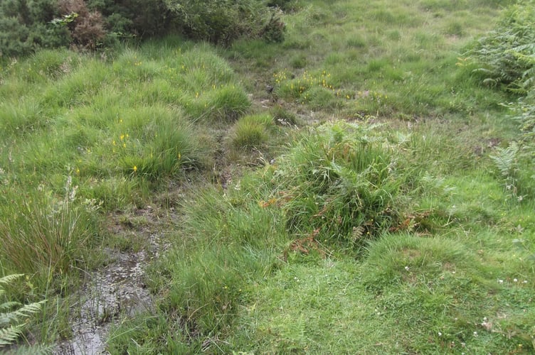 General View of Bog - Gordon Waterhouse