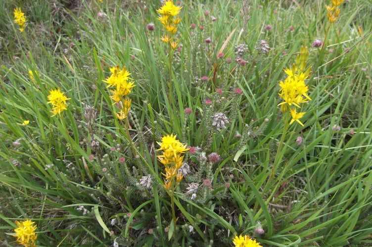 Bog Asphodel - the bone-breaker