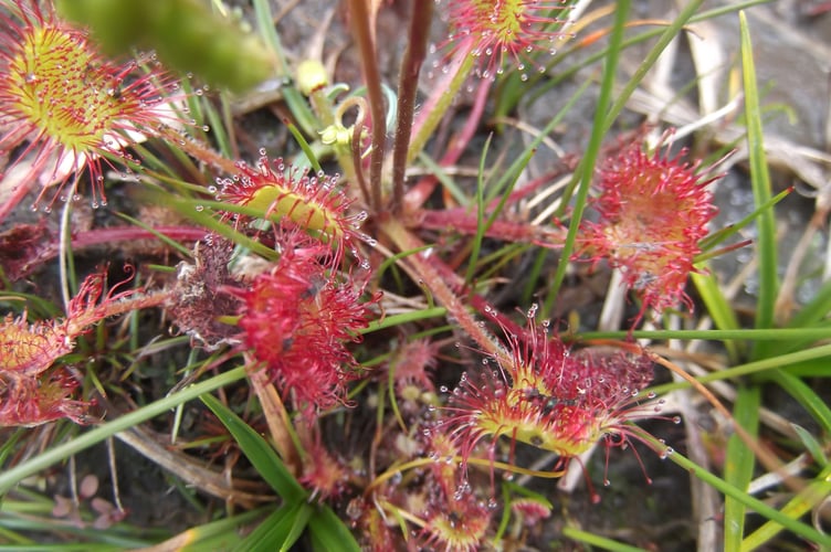 Sundew leaves with fly catch - Gordon Waterhouse