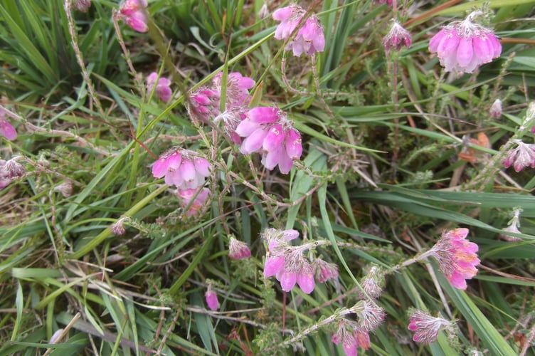 Cross-leaved heath - the bog specialist