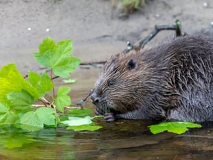Caroline Snow | Milestone for nature recovery