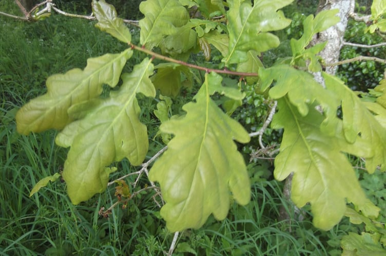 An English Oak