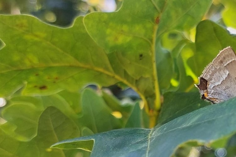 Purple Hairstreak Butterfly, sipping aphid ‘honey-dew’