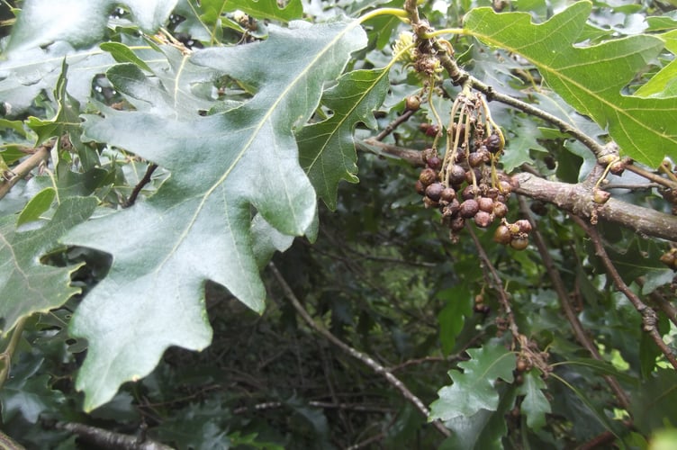 A Turkey Oak with currant galls.