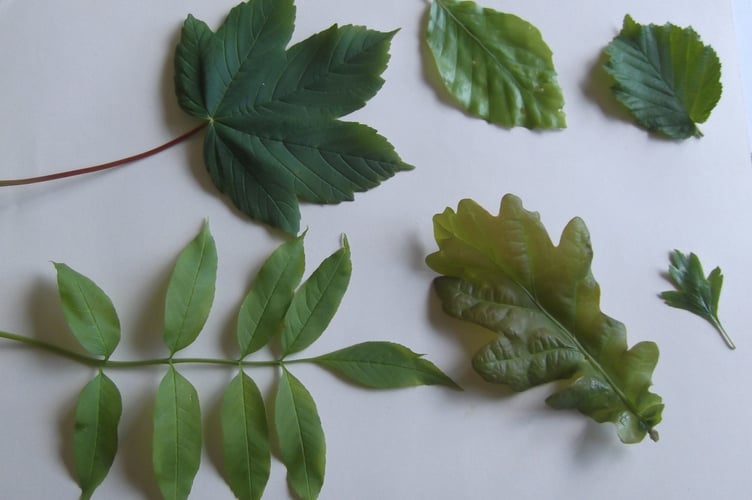 Tree leaves quiz