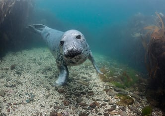 Grey seal Ph: Mark N Thomas Images