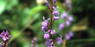 Volunteers save rare lobelia in Andrew's Wood