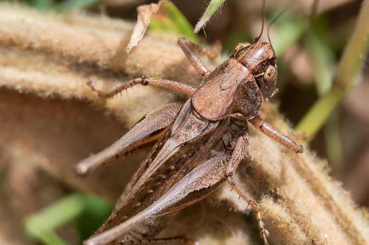 Grey Bush Cricket - Platycleis albopunctata male - Geoff Foale 