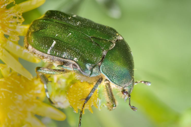 Rose Chafer - Cetonia aurata - Geoff Foale 