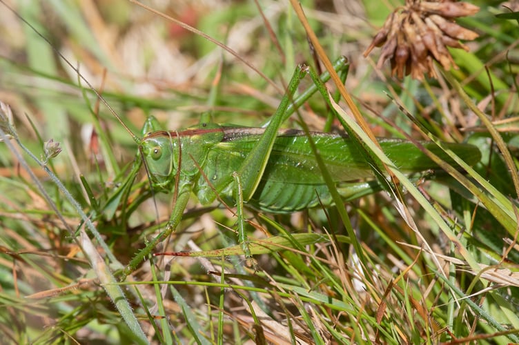 Great Green Bush-cricket - Tettigonia viridissima - Geoff Foale 