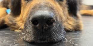 Steve Gosling tackles Bear's nose worries