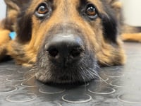 Steve Gosling tackles Bear's nose worries
