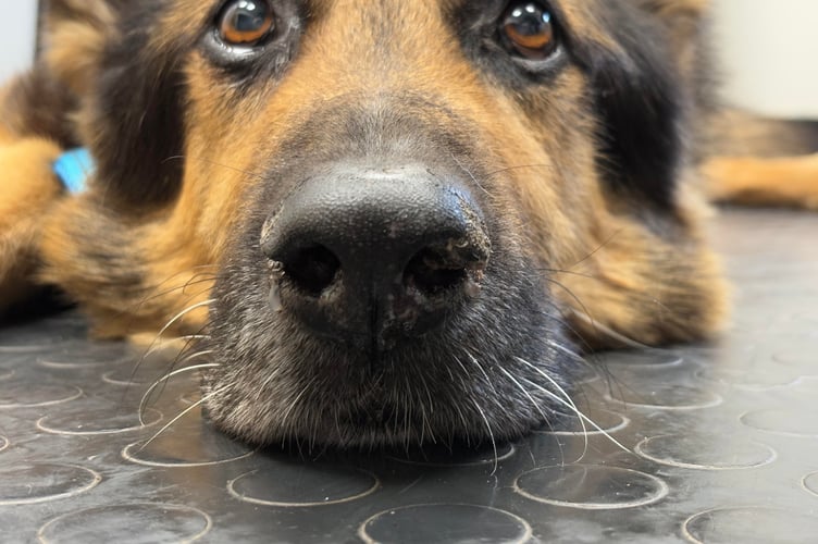 Retired Guide Dog Bear and his sore nose  