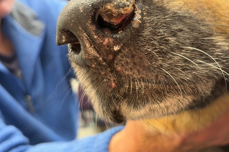 Bears nose up close 