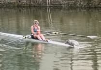 Seal Pup's Adventurous River Visit