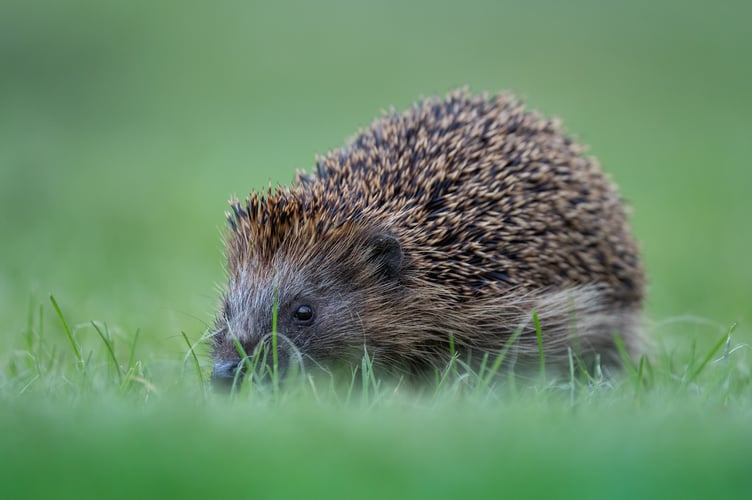Hedgehog - Image by Timo from Pixabay