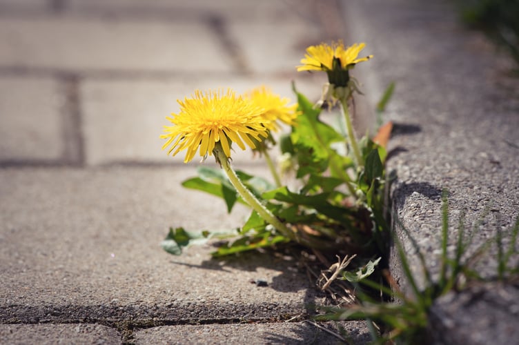 A Dandelion Image by Petra from Pixabay