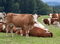 How Now's sustainable dairy expansion at Dartington Estate