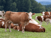 How Now's sustainable dairy expansion at Dartington Estate