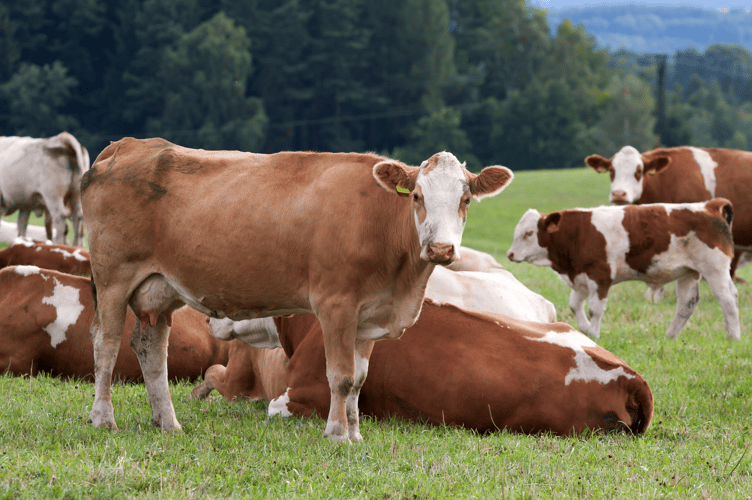 Brown and white dairy cows