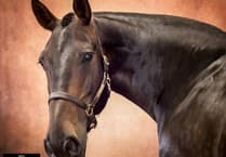 It's Gold for Martyn Norsworthy's equine portraits