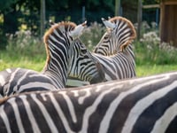 Grant’s Zebras charm visitors at Dartmoor