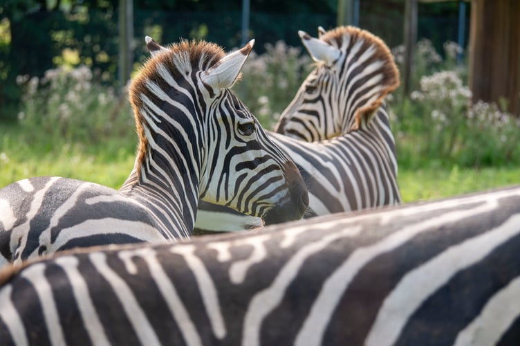 Dartmoor Zoo's newest residents settling in -  Kira Butters, Content Creator.