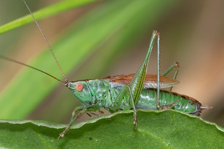 Short-winged Conehead - Conocephalus dorsalis male
