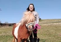 Shetland pony Sherbert's heartwarming new home