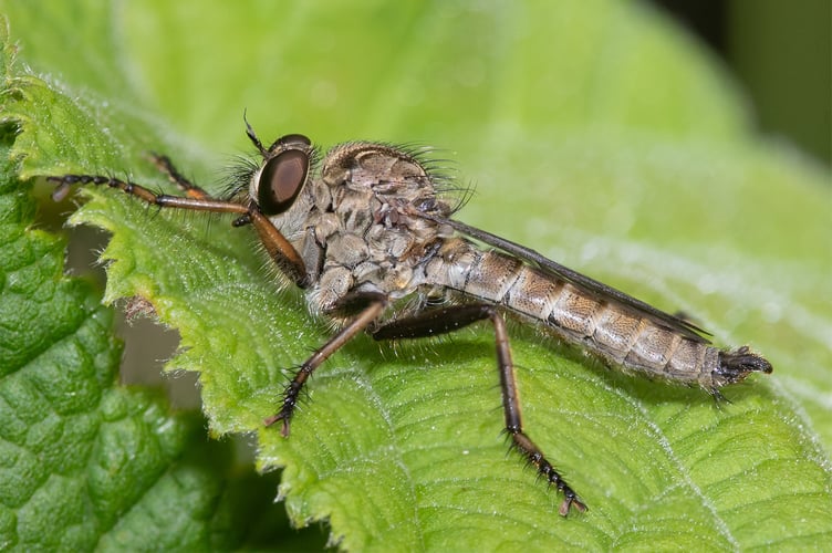 Kite-tailed Robberfly - Machimus atricapillus male