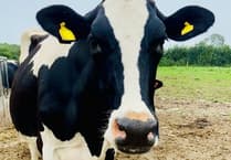 emergency cow surgery: a vet's life-saving operation