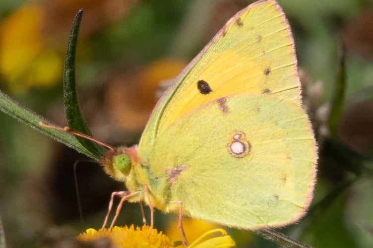Clouded Yellow - Colias croceus Geoff Foale 