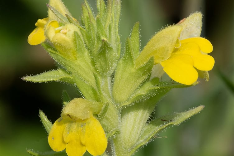 Yellow Bartsia - Parentucellia viscosa Geoff Foale