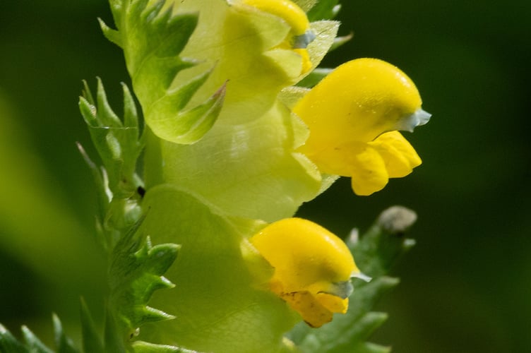 Yellow Rattle - Rhinanthus minor Geoff Foale