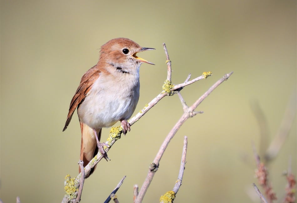 Richard Jefferies' wildlife journey