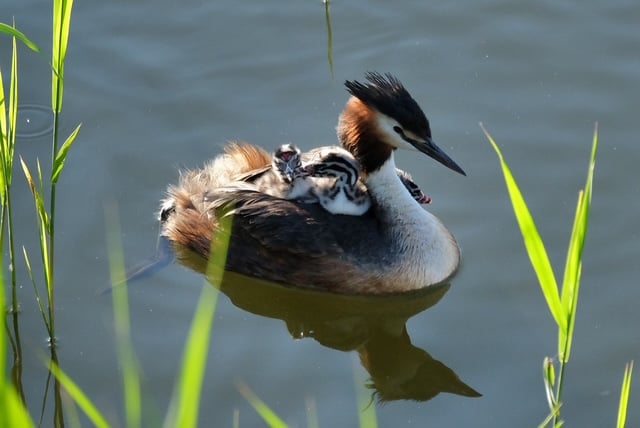 Nature Diary by Mike Hitch | cygnets and grebes thrive at slapton ley