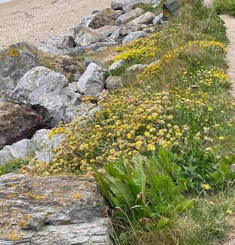 Birdfoot’s trefoil and kidney vetch on Slapton Line - Mike Hitch