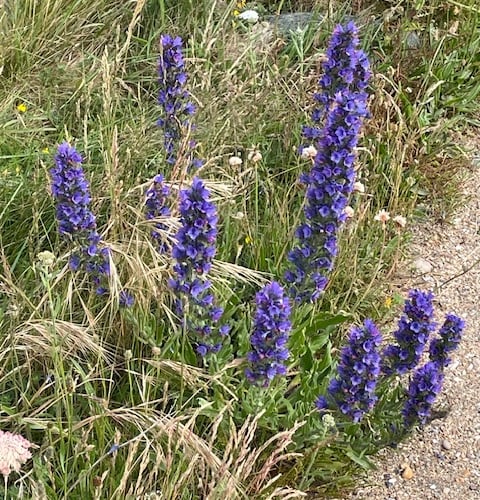 Viper’s bugloss - Mike Hitch