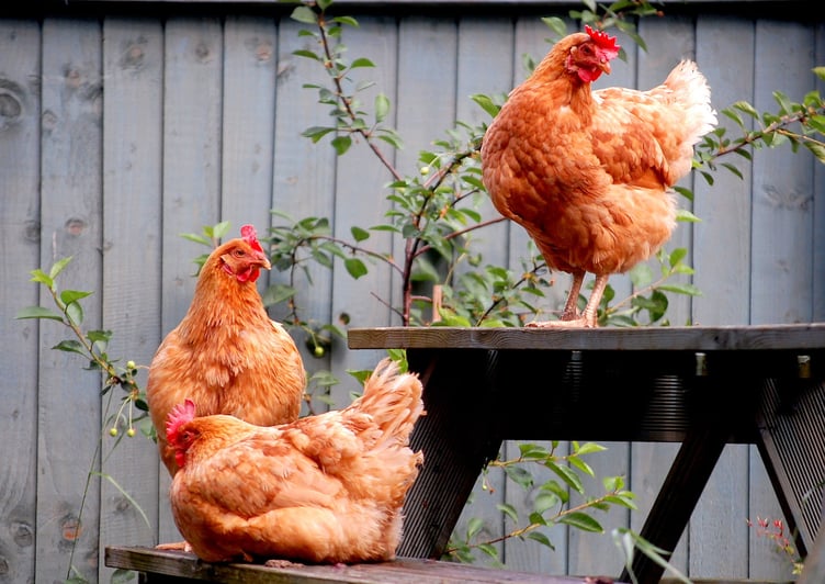 June 2025 - Eleanor Saum - Atilla the Hen, Dolly, Billie, Matilda.