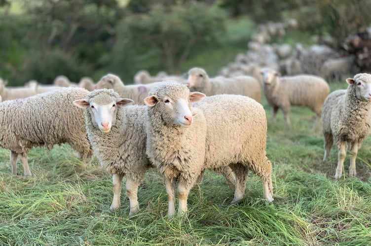 All keepers must remain vigilant for the clinical signs and report suspicions to the Animal and Plant Health Agency (APHA).