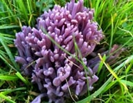 Exploring Devon’s Hidden Kingdom by Professor Mark Ramsdale