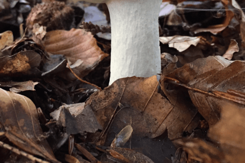 Credit BMS Mark Ramsdale – Ochre Brittle Gill Fungus