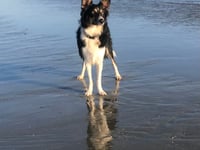 Tails from South Moor Vets | a Ruff Landing by vet Will McMullan