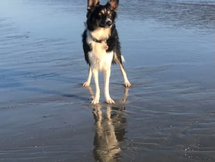 Tails from South Moor Vets | a Ruff Landing by vet Will McMullan