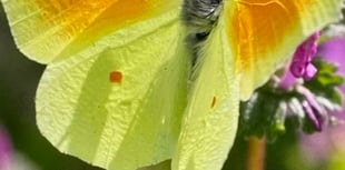 Mike Hitch Nature Diary: The Decline of Swallows and Swifts