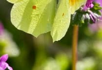 Swallow and Swift Decline in Devon