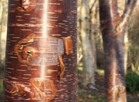 Paul Bartlett: The beauty of birch