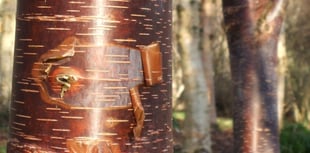 Paul Bartlett: The beauty of birch