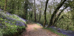 Tesco's Stronger Starts backs Kingsbridge woodland project