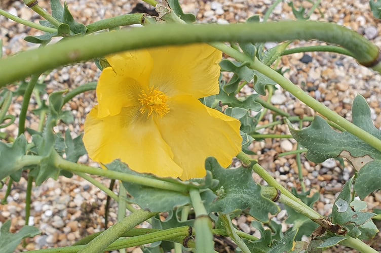 Yellow Horned Poppy - Alice Henderson